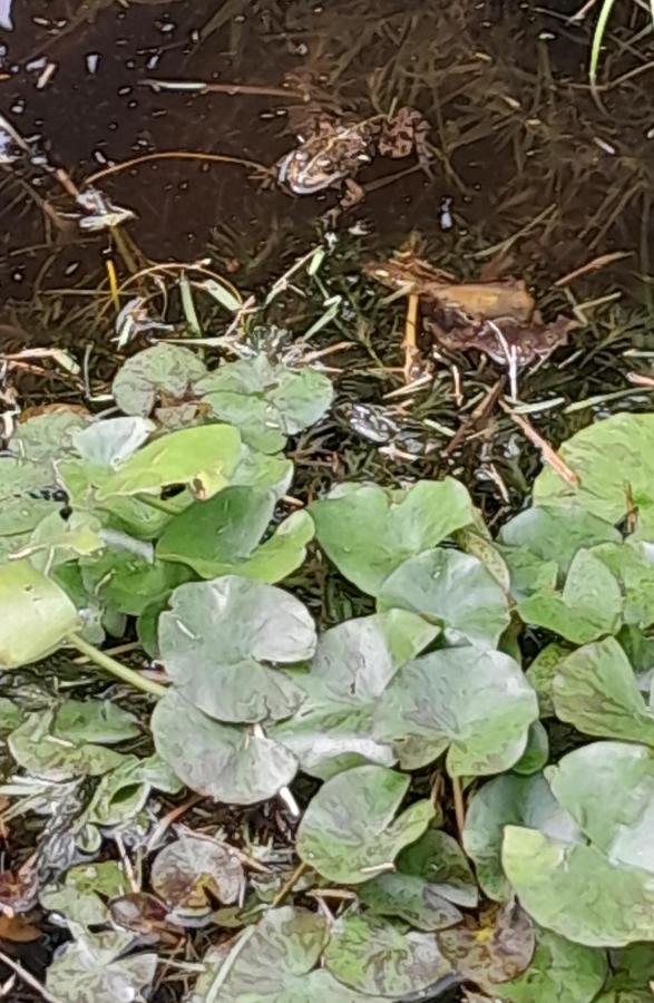La Casa De Las Ranas Poio Εξωτερικό φωτογραφία